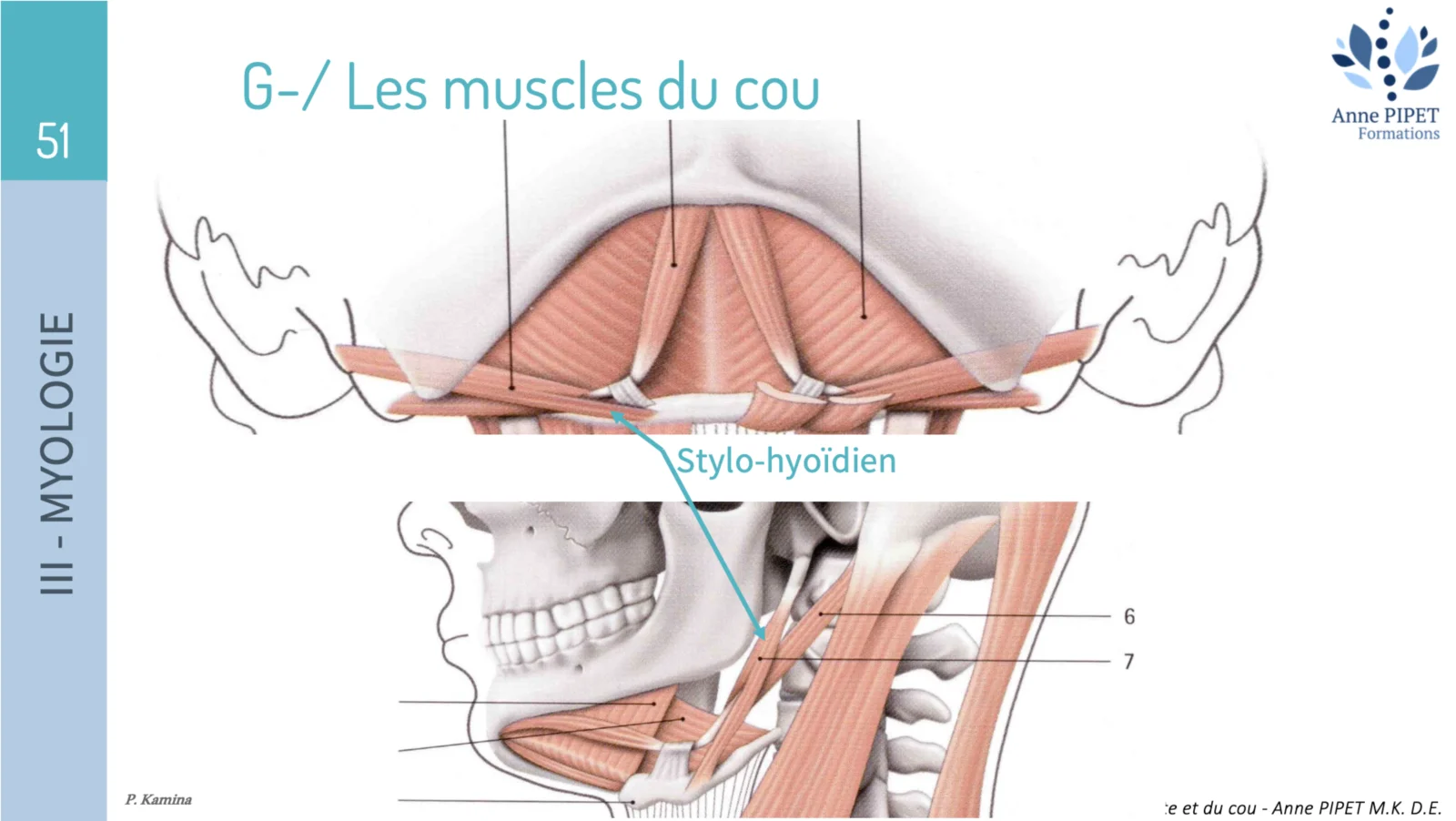 Le muscle stylo-hyoïdien